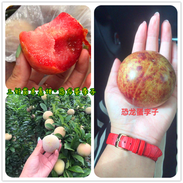 重庆恐龙蛋李子苗培育方法,恐龙蛋李子苗种植后结果表现分享