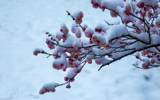 王冕墨梅诗画中国,王冕墨梅图鉴赏