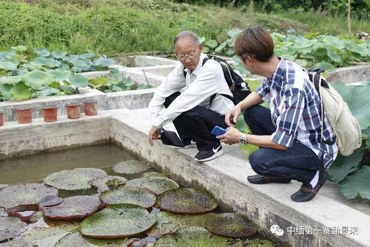 泰国顶级睡莲博士Dr.Nopchai版纳行，被勐景来圈粉