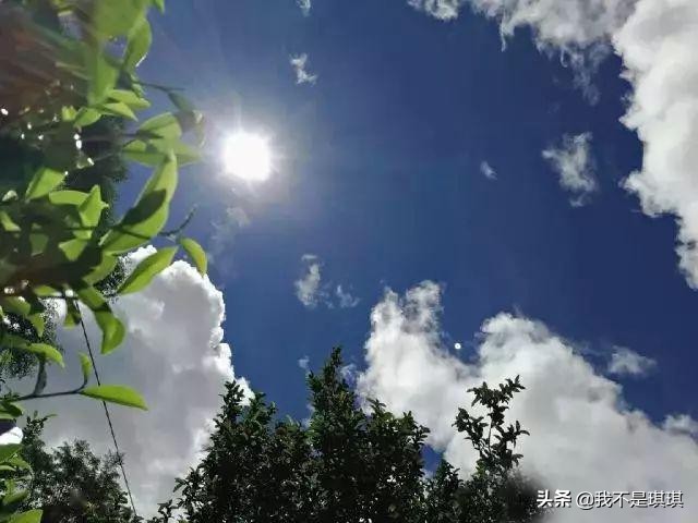 普洱茶真相揭秘切记不懂装懂,普洱茶切忌不懂装懂