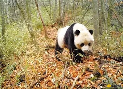 甘肃荒凉风景视频,甘肃荒凉的美景