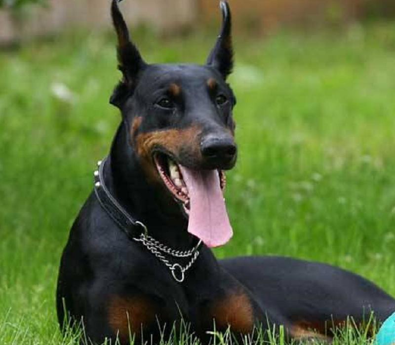 比藏獒还凶猛的犬是哪些,这几种狗狗外表威猛内心却很怂