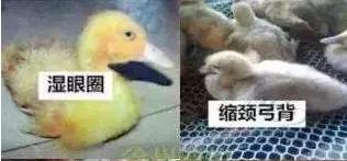 小鸭子只喝水不吃食是怎么回事,小鸭子一只不吃东西怎么办