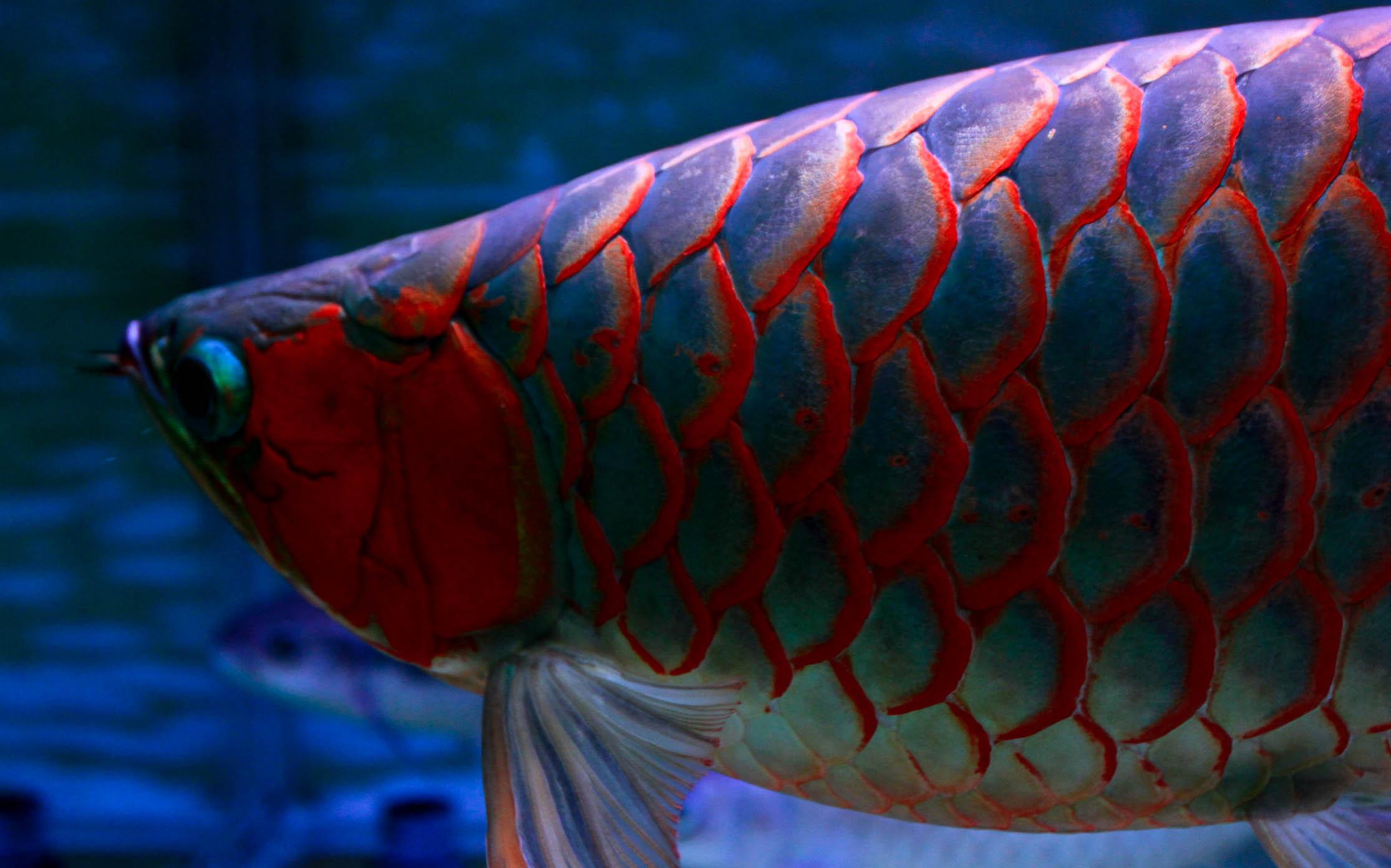 如何防止龙鱼疾病发生,怎么养龙鱼预防生病