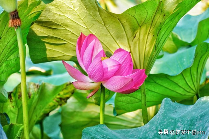 云南旅游自由行攻略昆明大理丽江,云南大理丽江旅游攻略6天5晚