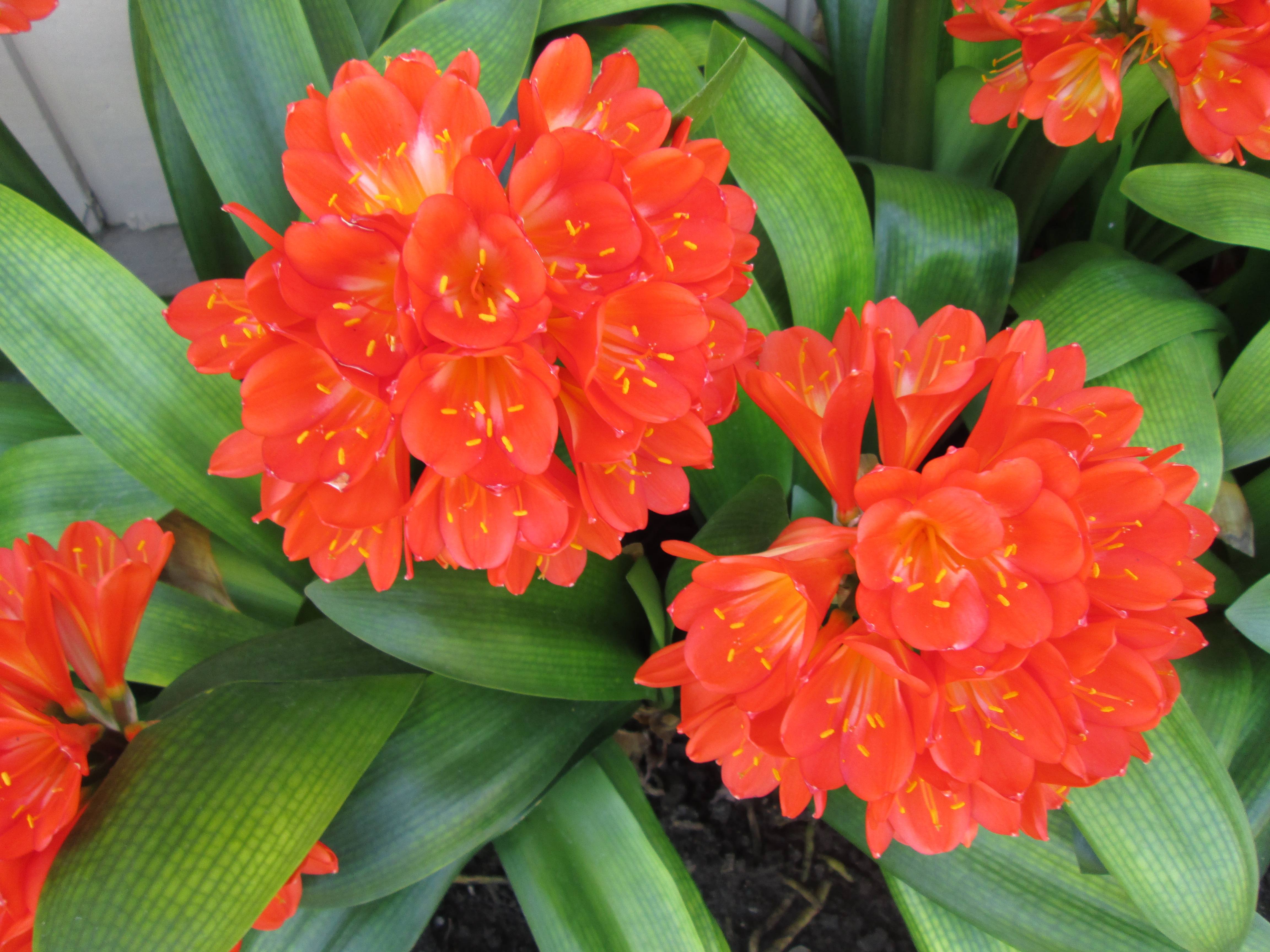 怎样用柳树水来给君子兰生根杀菌,柳枝泡水浇君子兰的方法