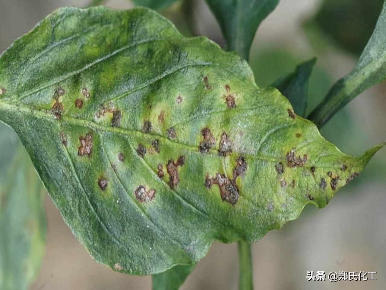 农作物细菌病怎么辨别,如何区分病毒细菌真菌病害