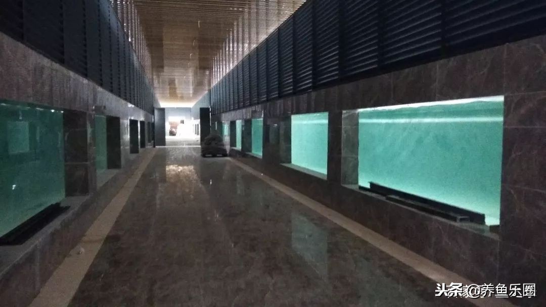 这位土豪家的渔场,光滤材就花了500多万,你确定不要见识一下?