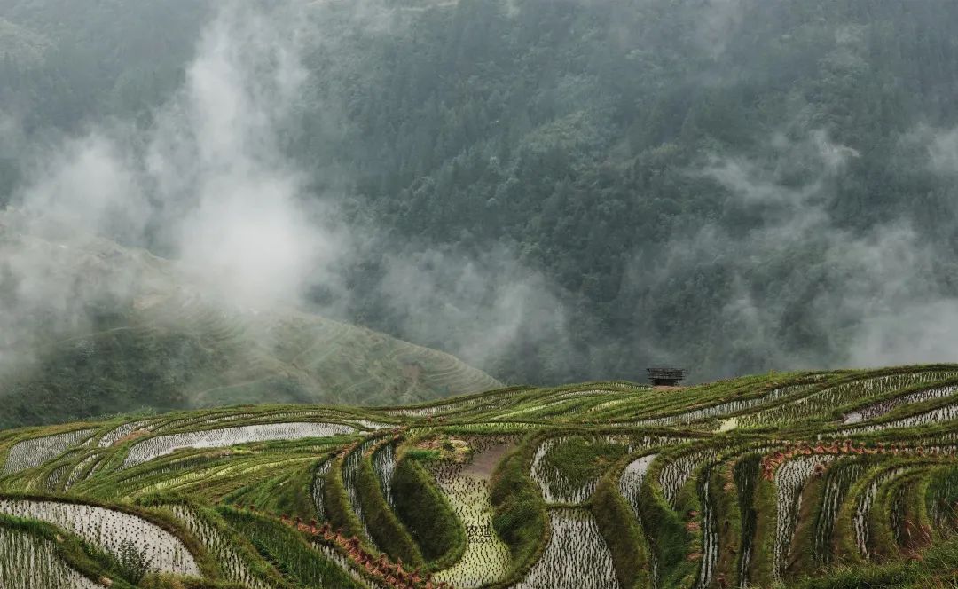 农造田野丨总有一根神经通往乡野|月亮山百里梯田