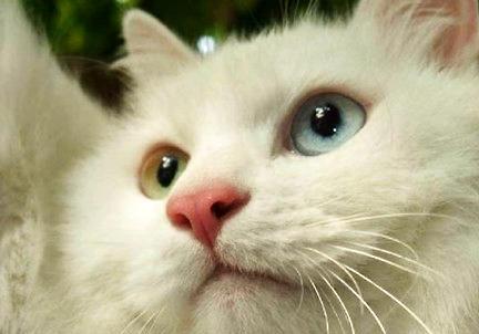 关于猫咪的胡须，你了解多少呢？