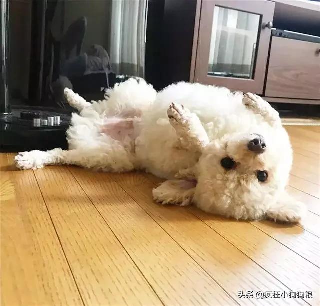 泰迪造型咩咩,泰迪可爱造型大全集