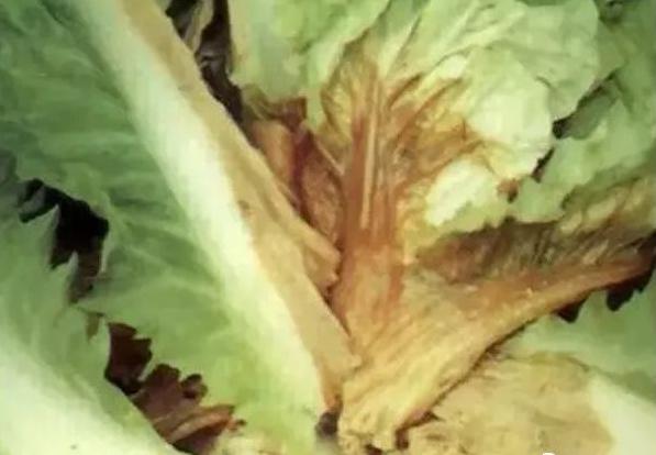 植物细菌性的病害由什么引起的,植物细菌性的病害用什么药