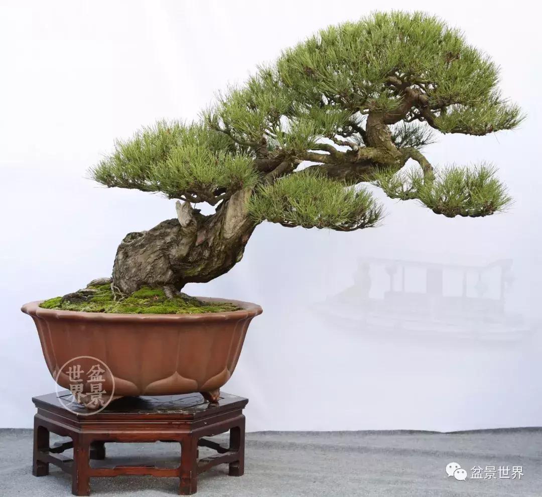 松树盆景经典大片,大斜杆式盆景得金奖作品松树