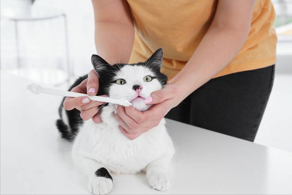 猫咪牙齿有牙结石怎么办,猫咪因牙结石导致牙龈发炎怎么办