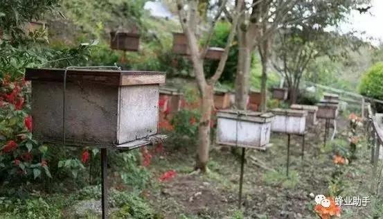 新手初期养蜜蜂禁忌，为什么蜜蜂越来越少，因为您都做这些错事
