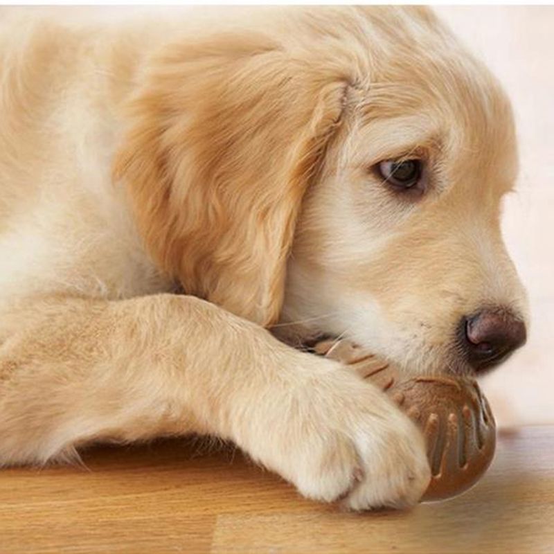 小金毛到家几天可以开始训练,小金毛刚到家该怎么养