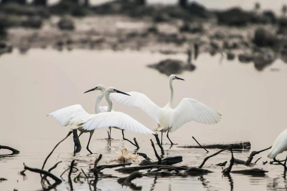 海珠湿地一期,海珠湿地公园走完要多久