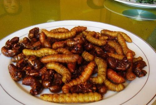 澳洲兔子泛滥为什么不抓来吃,为什么澳洲兔子不能吃