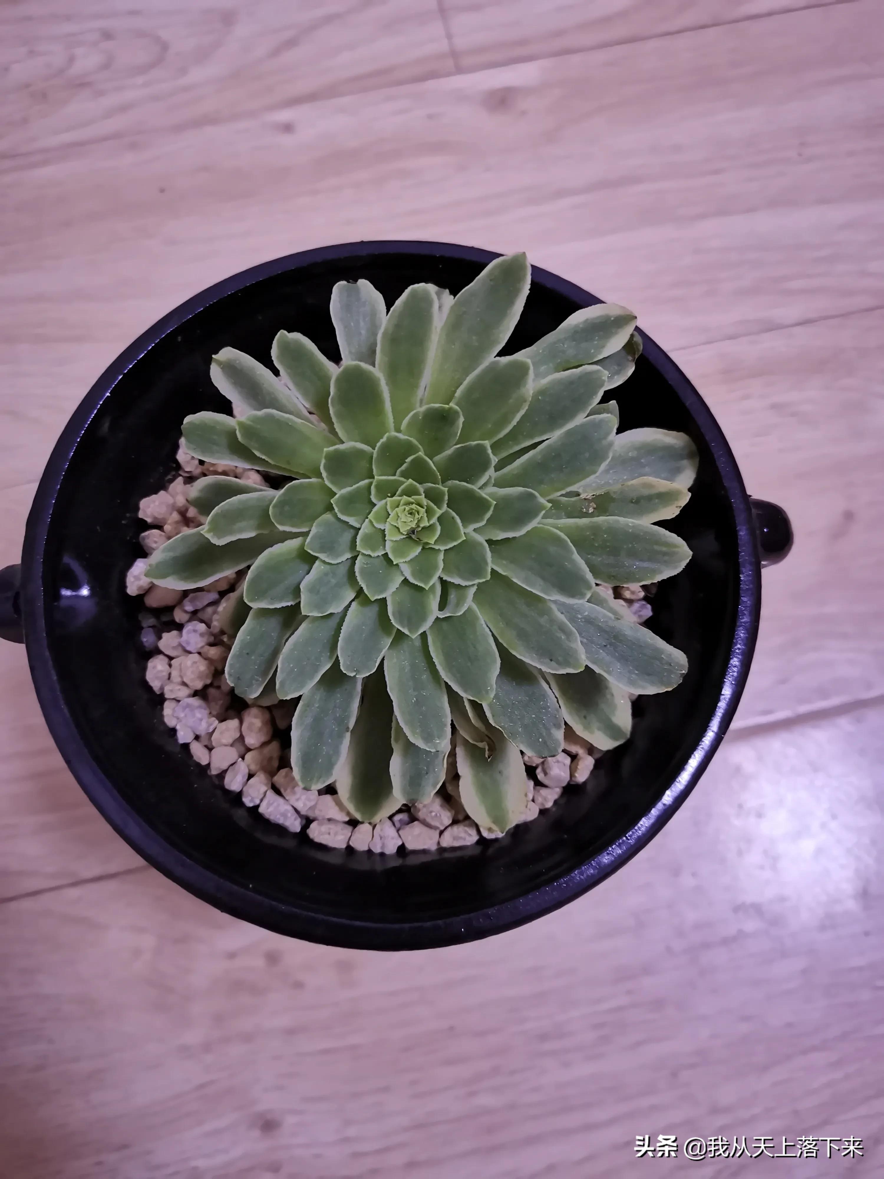 89种常见多肉植物品种图，实物拍摄，还不认识的小伙伴赶紧收藏好