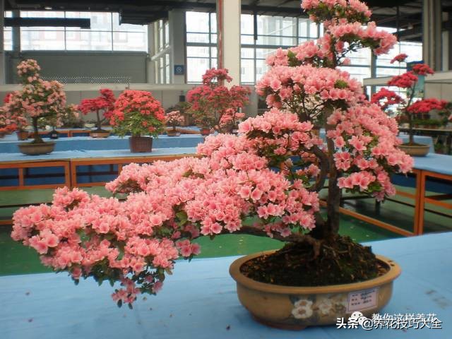 快死的杜鹃花还能救活吗,杜鹃花刚栽活就掉叶子怎么办