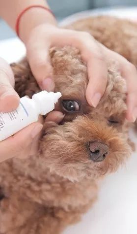 狗狗有眼屎是有疾病吗,狗狗有一只眼睛有脓眼屎什么原因