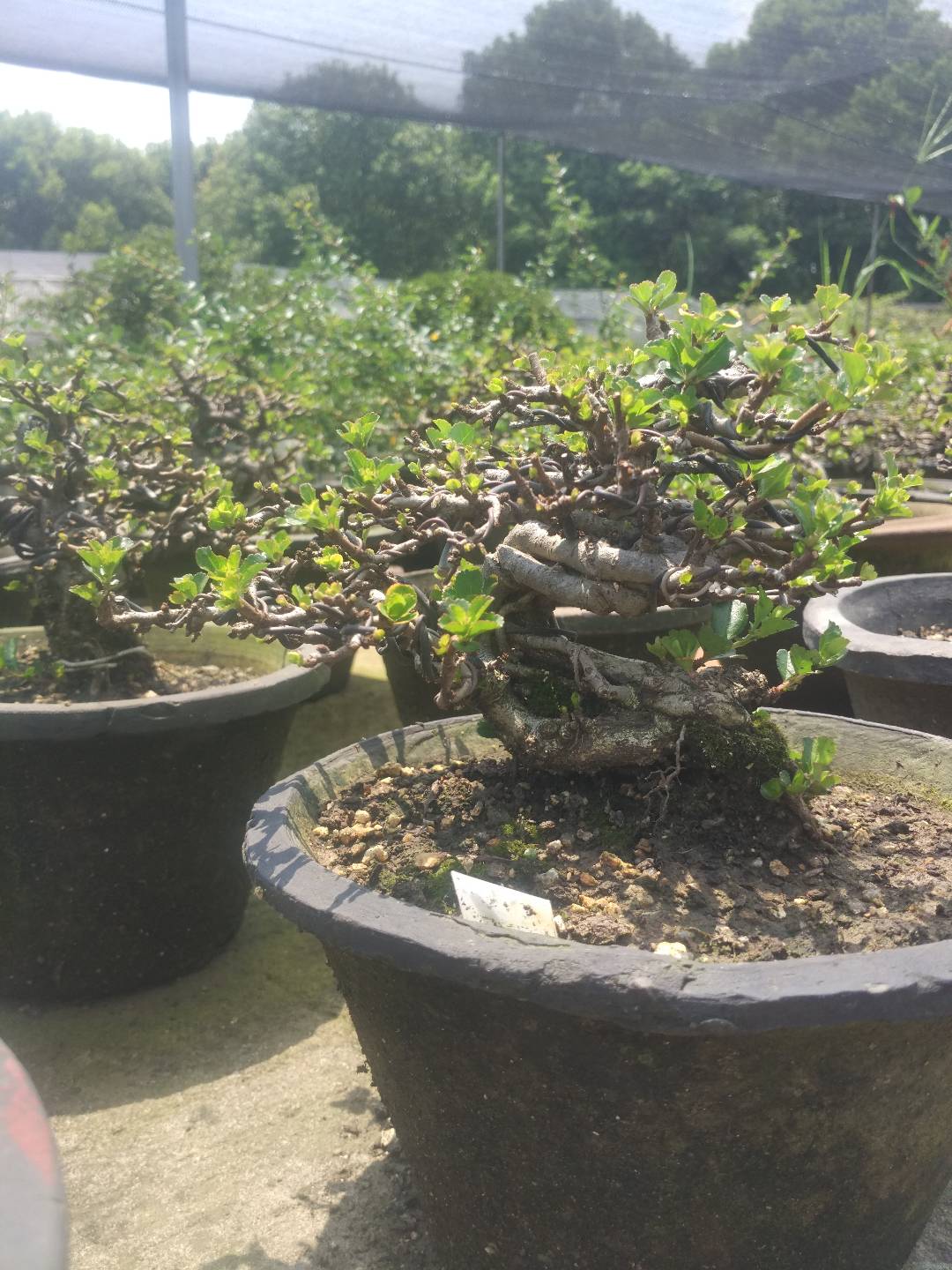 掌上盆景100种,掌上盆景