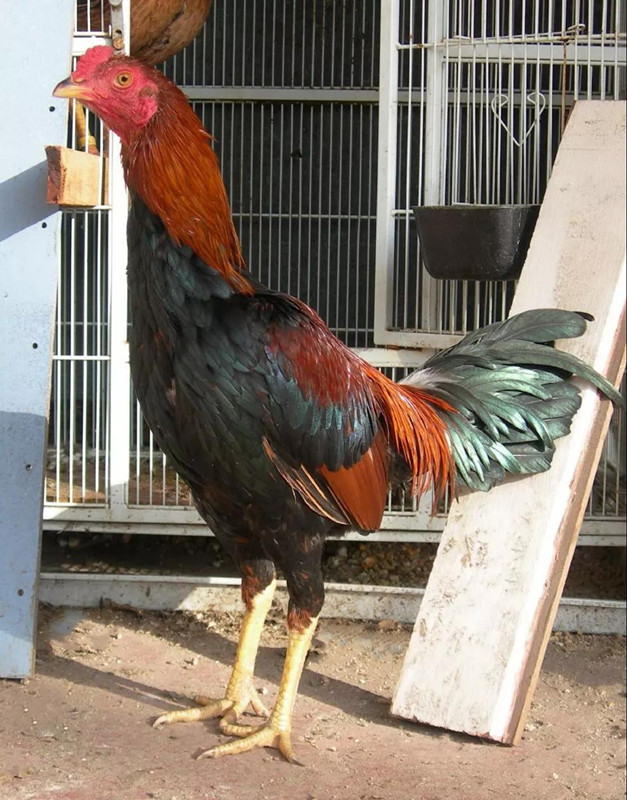 斗鸡怎么驯养视频,斗鸡的驯养