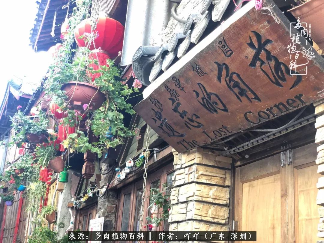 涓冨僵浜戝崡澶氳倝,浜戝崡澶氳倝涔嬫梾