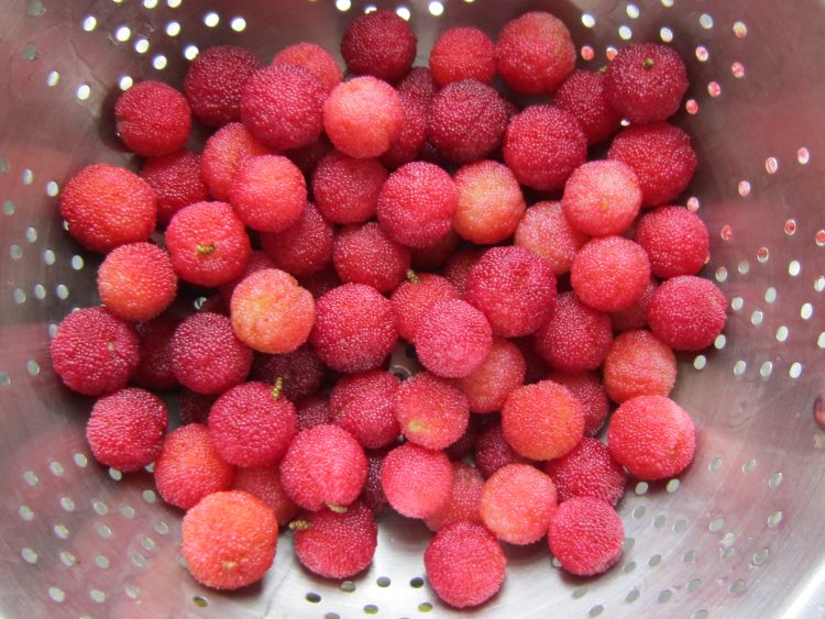 杨梅酒怎么泡出来好看又好喝,怎么泡的杨梅酒才好喝