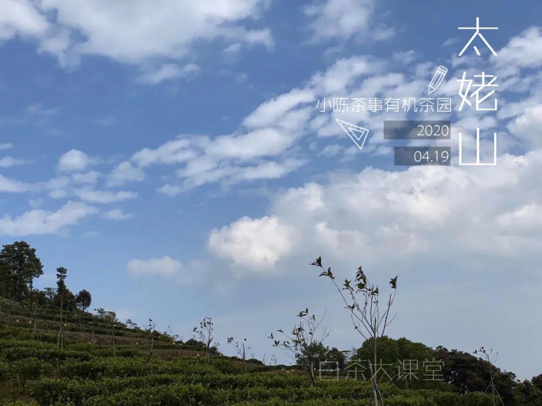 白茶的精髓就在三句话,白茶究竟是什么茶