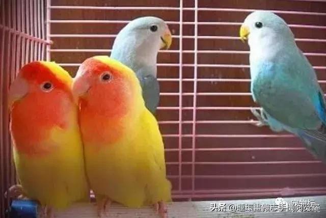 最好看的鹦鹉又好养又好看,最好看的鹦鹉是哪种鹦鹉