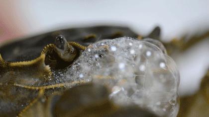 煮熟的大闸蟹怎么醉蟹好吃,吃不完的大闸蟹可以弄成醉蟹吗