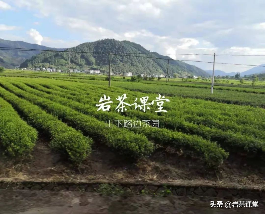 如何辨别红茶金骏眉好坏 (如何区分真假金骏眉红茶)