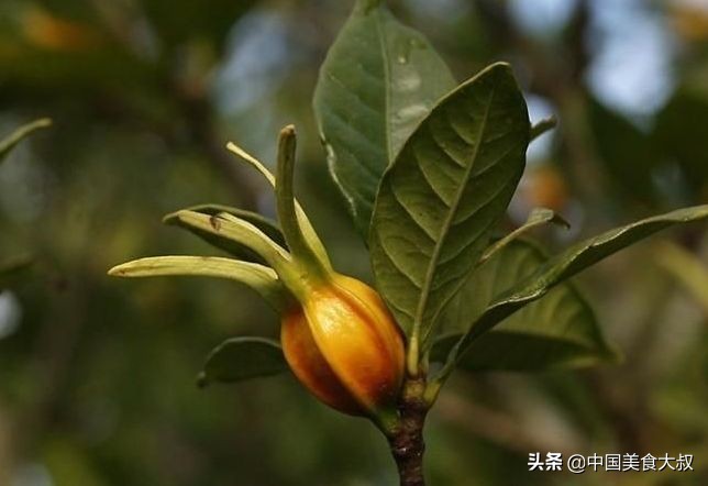 什么调料能代替黄栀子上色,黄栀子什么香料