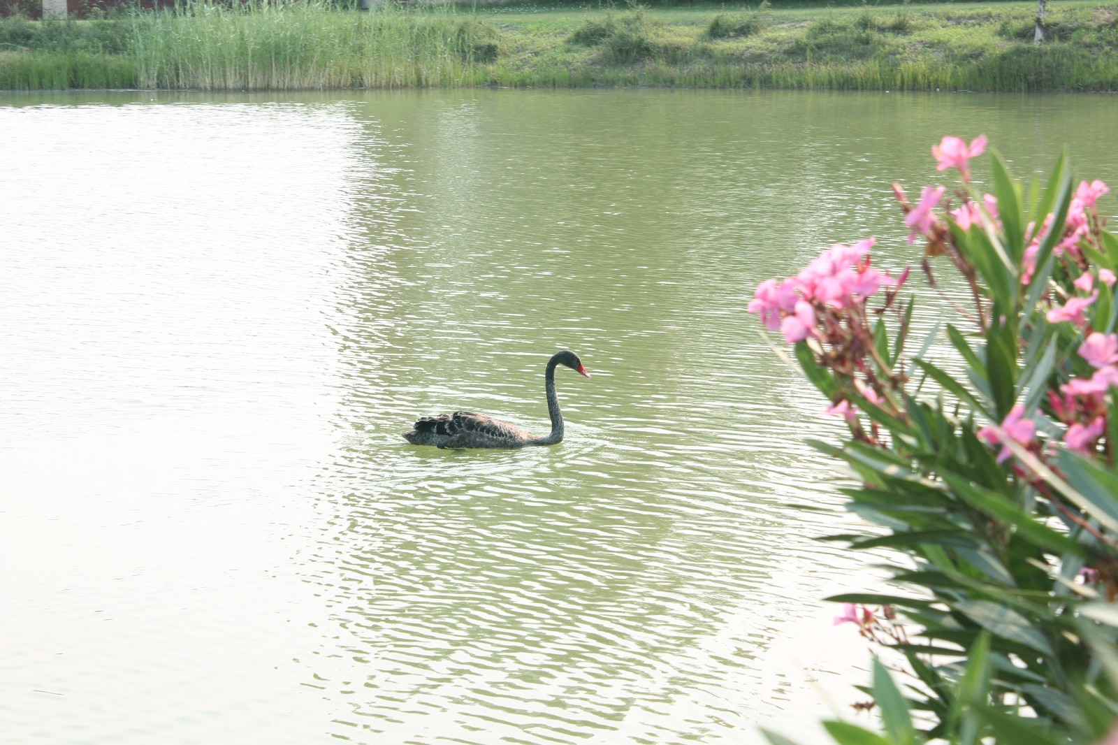河南民办高校（本科）大起底：野花儿香，能采不？