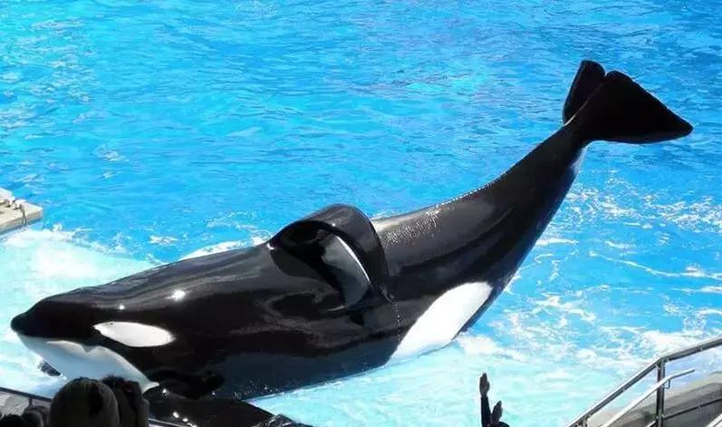 小飞象真实事件,小飞象的真实故事