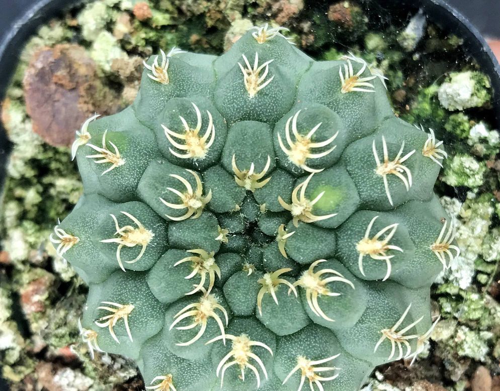 148个仙人球品种大全,100个仙人球品种