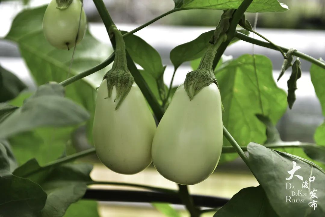 大渡口太空梦幻农场,大渡口万达广场太空梦幻农场