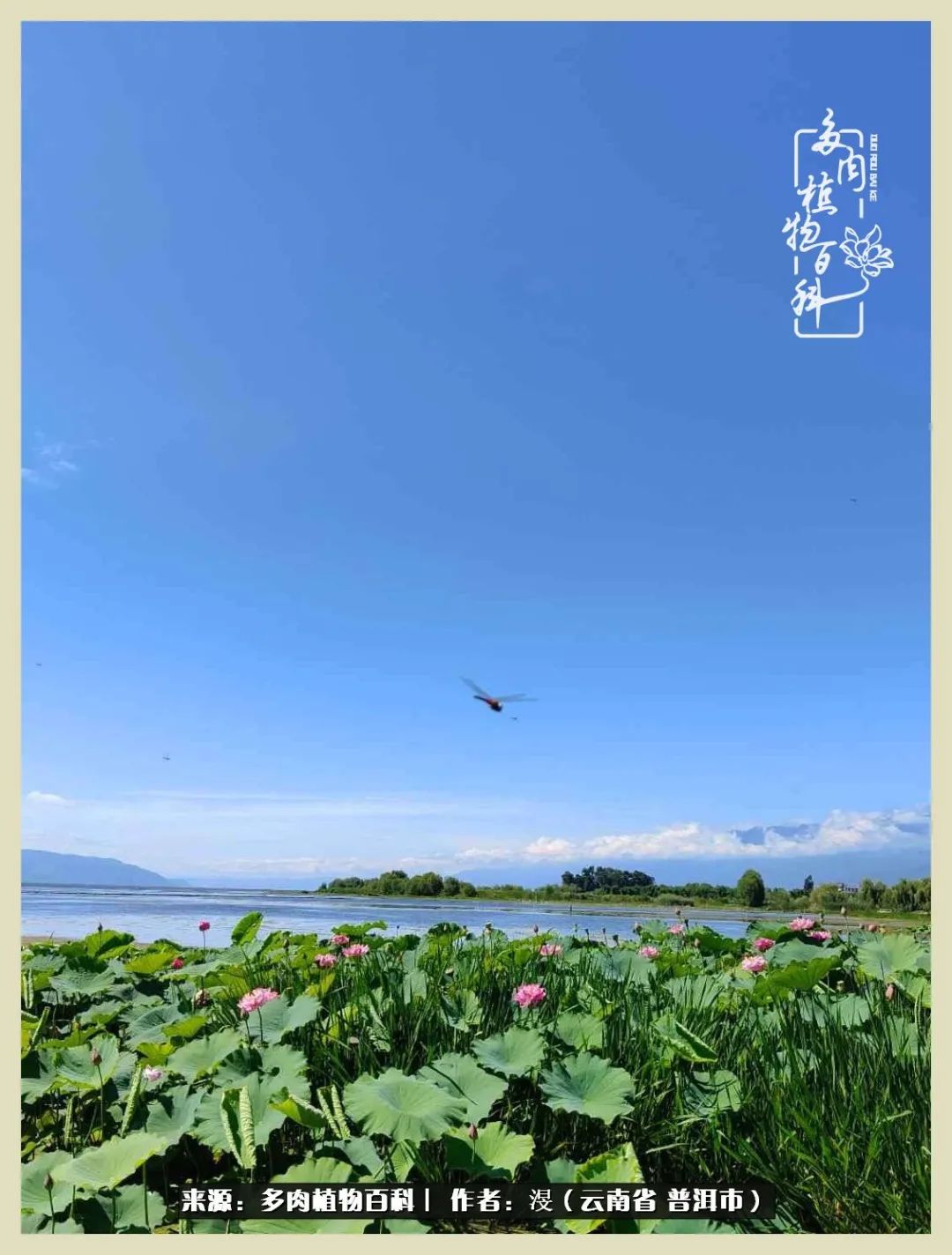 深情不及久伴,厚爱无需多言,择一“爱”,护一生