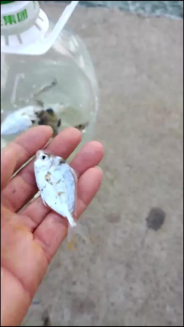 走水无敌小软尾浮漂野钓实战,野钓水深3米走水用吃铅几克浮漂