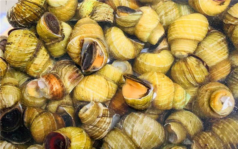 洗田螺放盐,有什么办法能让田螺吐沙吐得快些