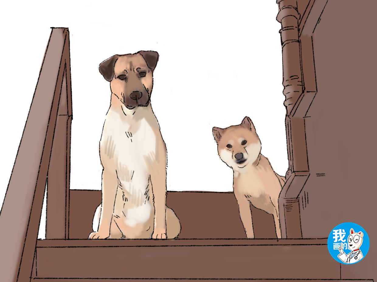 流浪狗苦苦哀求路人把自己带回家,流浪狗捡回来胆子小怎么办