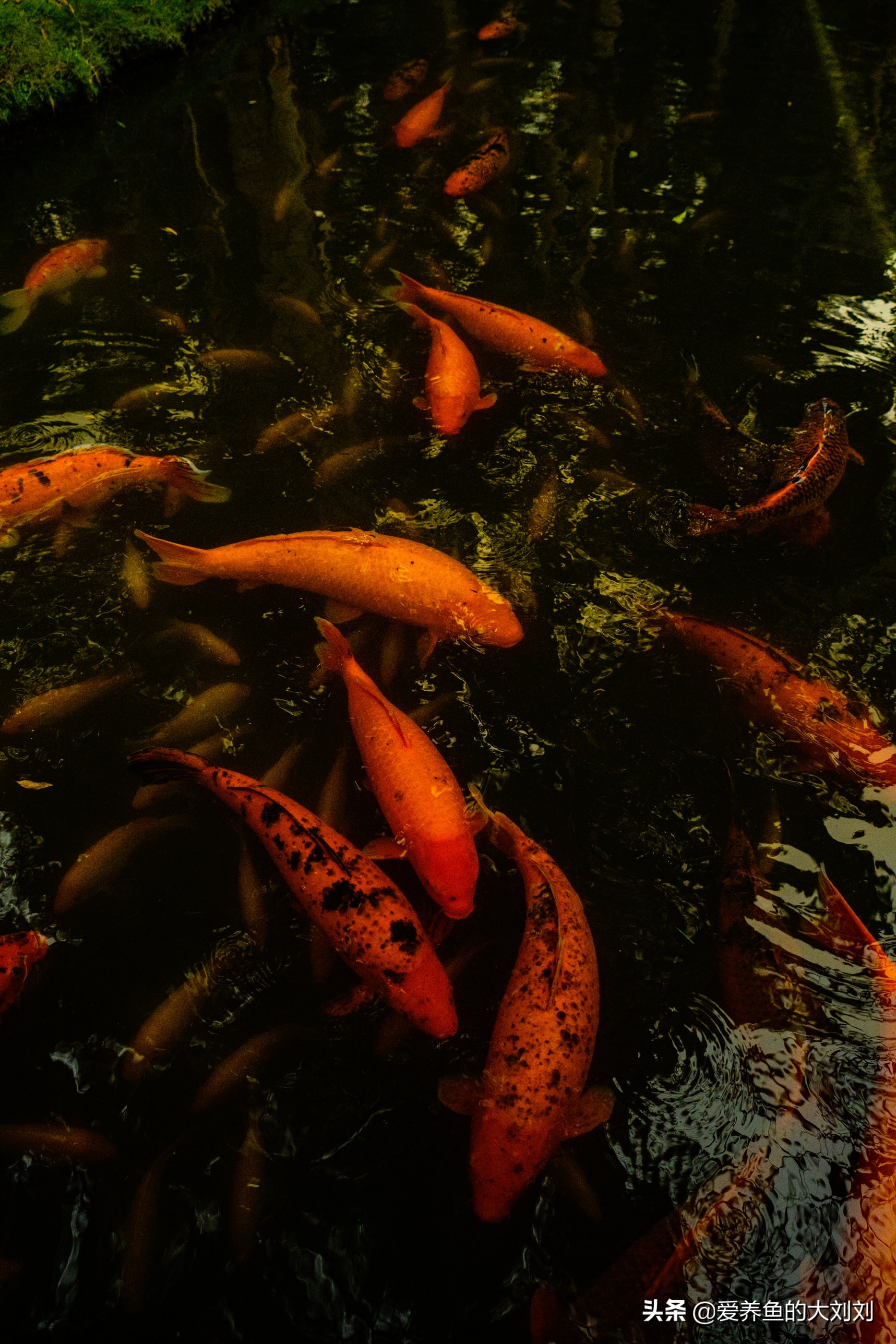 不用电给鱼缸增氧,停电了怎么给鱼缸增氧