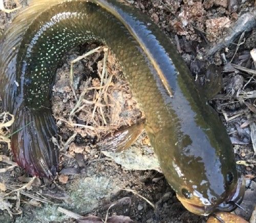 盘点20种好吃又营养的常见鱼,农村常吃的8种鱼