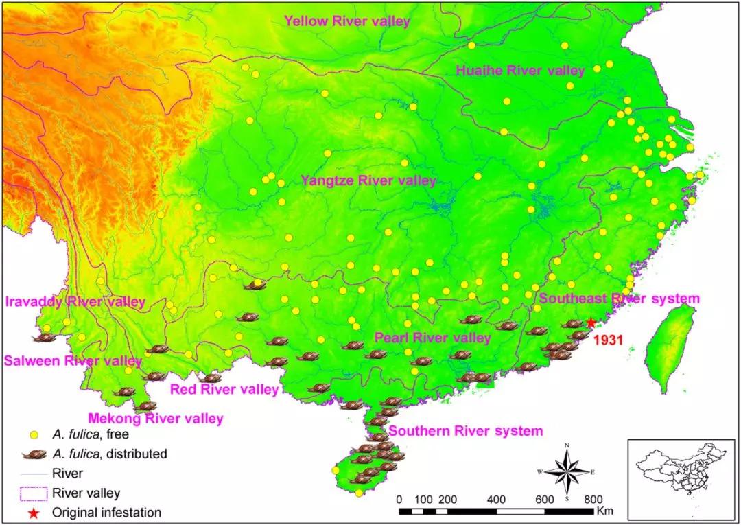 非洲野味入侵全球：在这种巨型蜗牛面前，中国吃货根本狂不起来