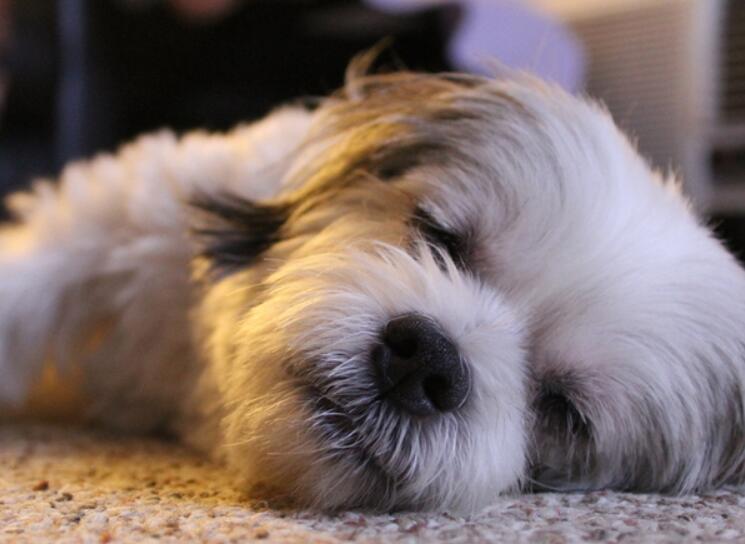 拉萨犬是怎么形成的,拉萨犬到底有多凶