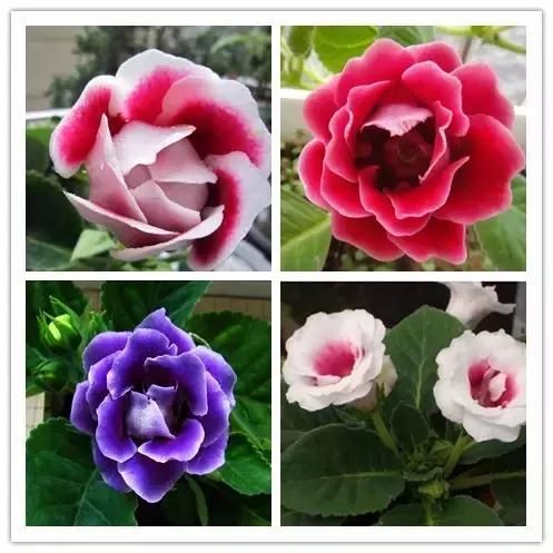 史上最全的花卉介绍，认识超过30种以上绝对是大神