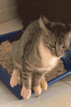 为什么养猫和想象中的不一样,为什么养猫比对自己的父母还好呢