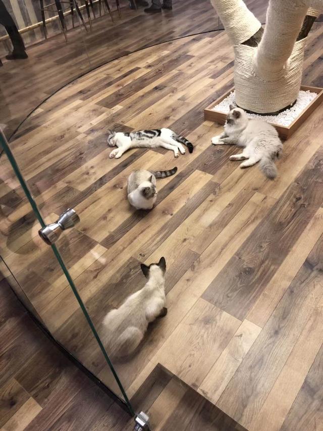 俩猫打架两败俱伤,家里两只猫老是打架怎么办