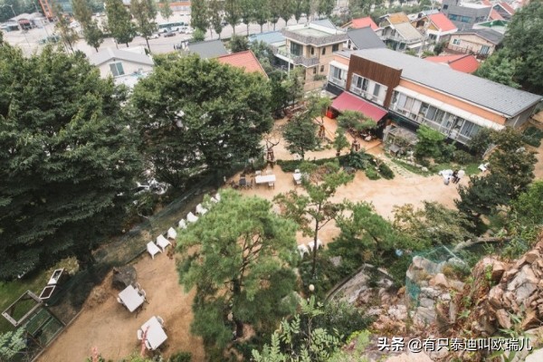 日式猫咪咖啡馆,日本东京猫咪咖啡厅